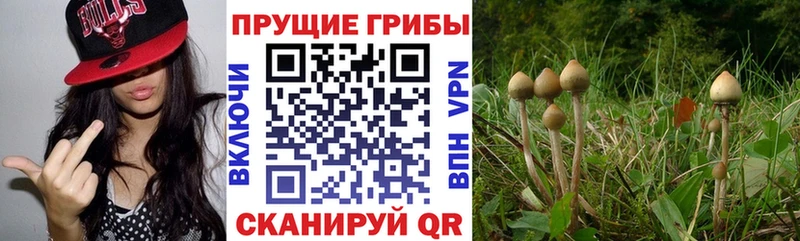 Псилоцибиновые грибы Psilocybine cubensis  Купить  Нарткала 